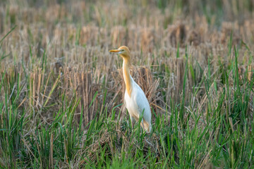 Cattle Egret (Bubulcus Ibis) is watching for hunting. 
