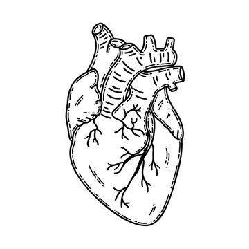 Realistic human heart line art vector. Heart disease, health issues, heart attack, love, romantic, wedding concept