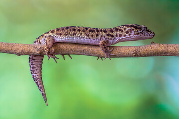 The leopard gecko or common leopard gecko (Eublepharis macularius) is a ground-dwelling lizard...
