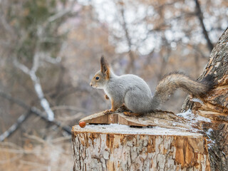 A squirrel sits on a stump and eats nuts in autumn.