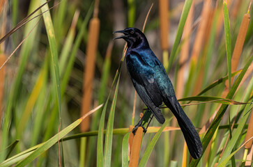 A Boat-tailed Grackle Singing in the Reeds