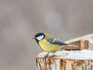 A tit is looking for food on a tree trunk.
