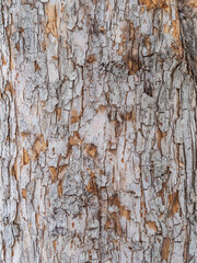 The texture of the bark of an old apple tree