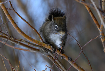 Pine Squirrel Eating a Twig © Kerry Hargrove