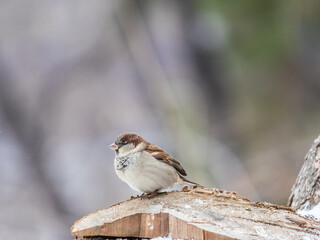 Sparrow sits on a branch without leaves.