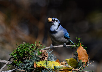 Blue Jay Finding a Peanut on a Fall Morning