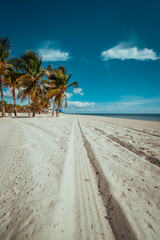 beach with coconut trees miami Florida 