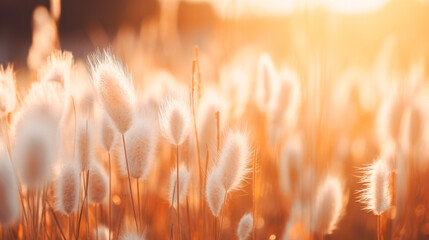 grass field in the morning, soft focus.