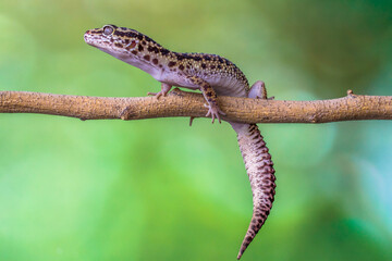 The leopard gecko or common leopard gecko (Eublepharis macularius) is a ground-dwelling lizard native to the rocky dry grassland and desert regions

