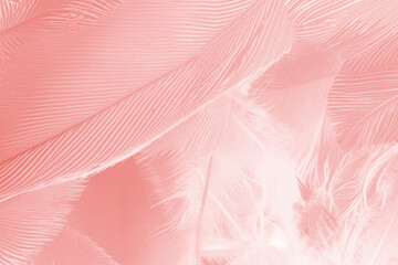 Beautiful soft pink feather wing pattern texture background