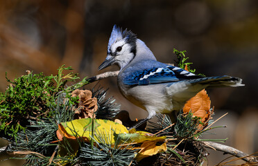 Blue Jay on Feeder in Autumn