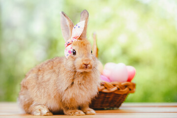 Obraz premium cute animal pet rabbit or bunny white or brown color smiling and laughing with copy space for easter in natural background for easter celebration