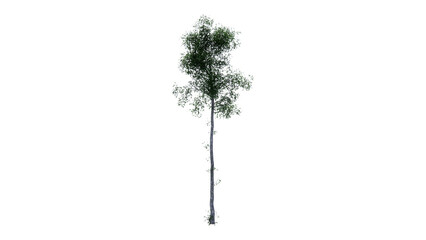 Fototapeta premium tree side view top dicut png