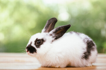 cute animal pet rabbit or bunny white or brown color smiling and laughing with copy space for easter in natural background for easter celebration