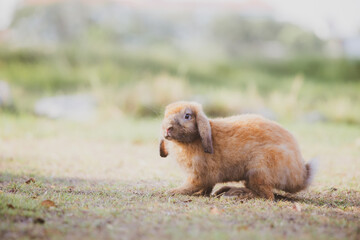 cute animal pet rabbit or bunny white or brown color smiling and laughing with copy space for easter in natural background for easter celebration