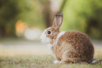 cute animal pet rabbit or bunny white or brown color smiling and laughing with copy space for easter in natural background for easter celebration