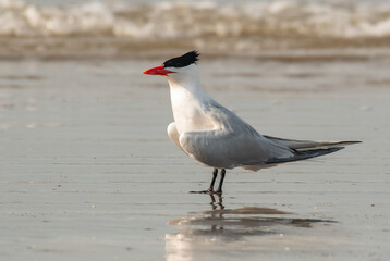 Caspian Tern Wandering the Beach