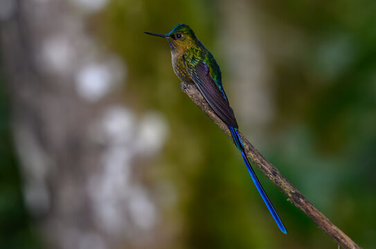 Violet-tailed Sylph Perched on a Branch
