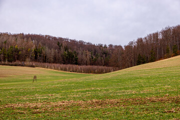 Frühlingshafte Wanderung entlang der Ilm bei Bad Berka bei herrlichen Sonnenschein - Thüringen -...