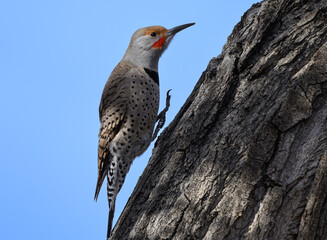 Northern Flicker Hopping along a Tree Trunk
