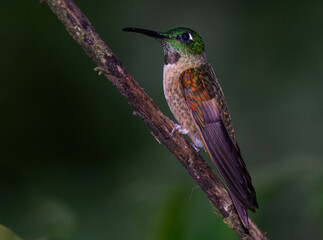 Fawn-breasted Brilliant Perched on a Branch