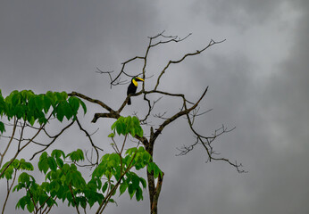 A Choco Toucan Adding a Splash of Color on a Cloudy Day