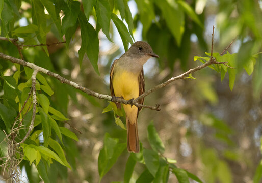 A Great Crested Flycatcher Perched on a Branch in Florids