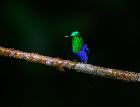 A Beautiful Green-crowned Woodnymph Perched on a Tree Branch