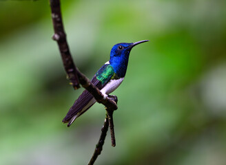 A White-necked Jacobin Hummingbird Perched on a Branch