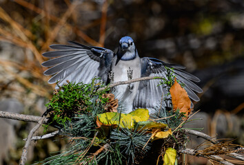 Blue Jay Coming on for a Landing
