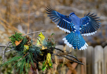 Blue Jay and its Beautiful Plumage on Display Coming for a Landing