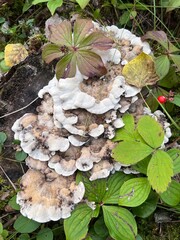 mushrooms in the forest