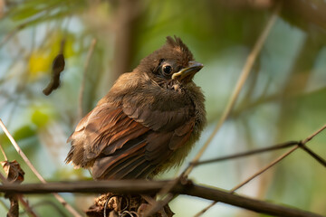 A Northern Cardinal Fledgling Leaving the Nest