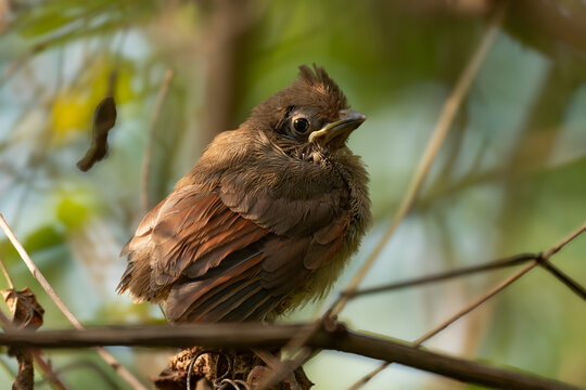 A Northern Cardinal Fledgling Leaving the Nest