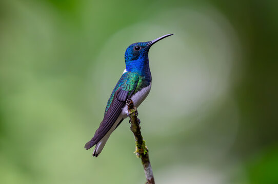 A Stunning White-necked Jacobin Perched on a Small Branch