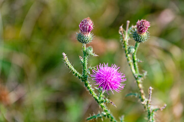 Macro shot of a pink blossom of a thistle.