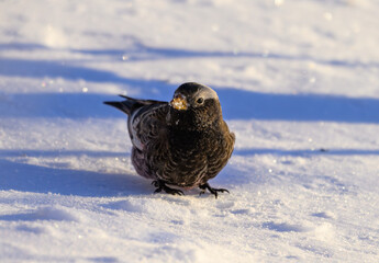 A Black Rosy Finch on Fresh Snow