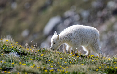 Adorable Mountain Goat Kid Grazing in an Alpine Meadow