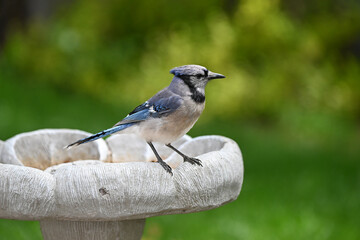 Blue jay Profile at Birdbath