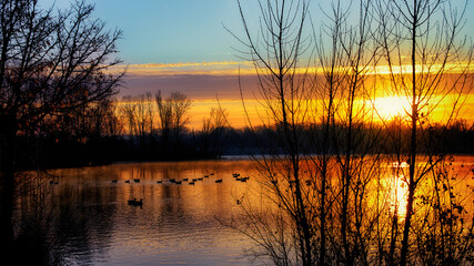 Les oies du lac en ombres chinoises au lever du jour