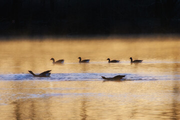 Ombres chinoises au lever du jour