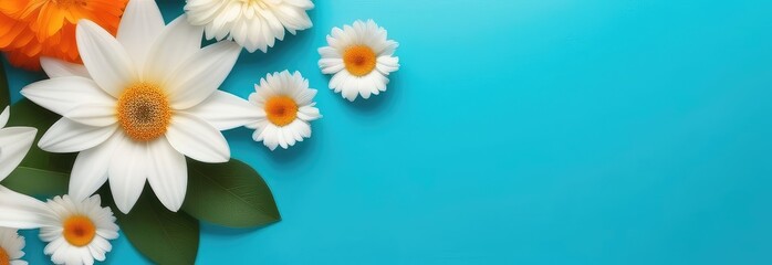 Banner. Orange and white daisy flowers on a blue background with space for text. Postcard.