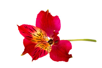red alstroemeria isolated