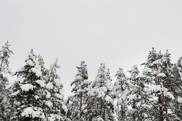 snow-covered trees in the forest in winter against a gray sky
