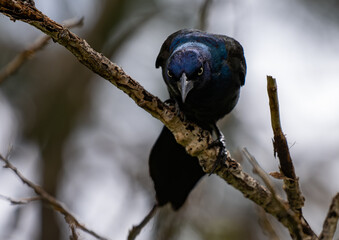 Common Grackle Perched in a Tree