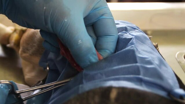Procedimiento quirúrgico de esterilización a perra de color dorado y negro y trabajando con herramientas quirúrgicas para hacer la operación.