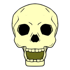 human skull illustration hand drawn isolated vector