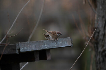 visuale in primo piano di alcuni piccoli uccelli color marrone che se ne stanno appoggiati su una superficie di legno e si nutrono, nel tardo pomeriggio