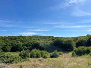 Obraz premium landscape with trees and sky