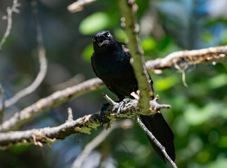 Common Grackle Perched in a Tree